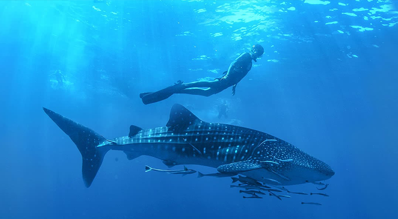 Cabo Adventures - Whale Shark Adventure