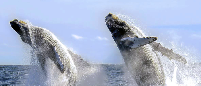 Cabo Adventures - Whale Watching Photo Safari