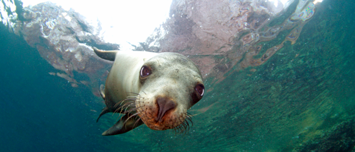 On Board Baja - Espiritu Santa Island Tour