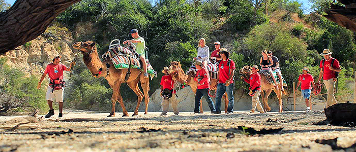 Wild Canyon - Camel Quest