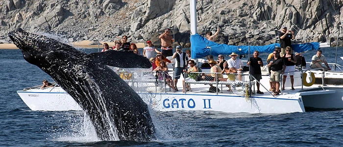 Whale Watching in Cabo San Lucas