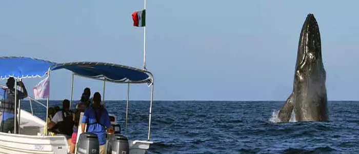 Zodiac Whale Watching Adventure