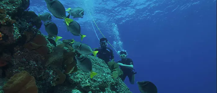 Snuba (snorkel + scuba)