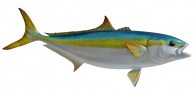 Yellowtail